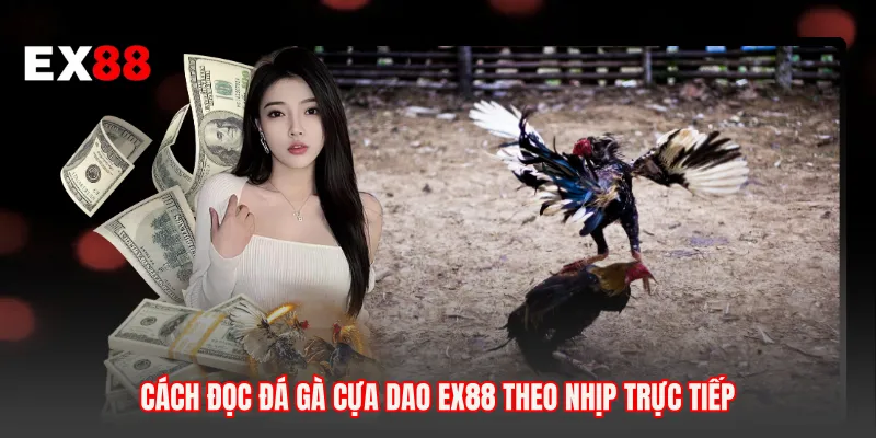 Cách đọc đá gà cựa dao EX88 theo nhịp trực tiếp