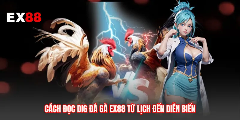 Cách đọc DIG đá gà EX88 từ lịch đến diễn biến