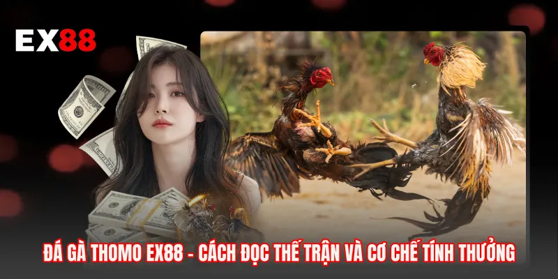 Đá Gà Thomo EX88 - Cách Đọc Thế Trận Và Cơ Chế Tính Thưởng