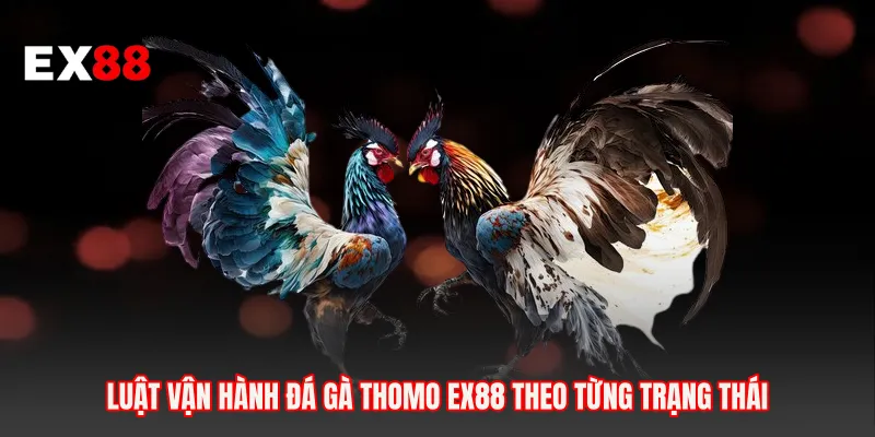 Luật vận hành đá gà thomo EX88 theo từng trạng thái